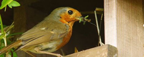 Tips for a bird-friendly garden