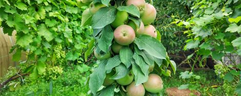Columnar fruit: an orchard on your balcony