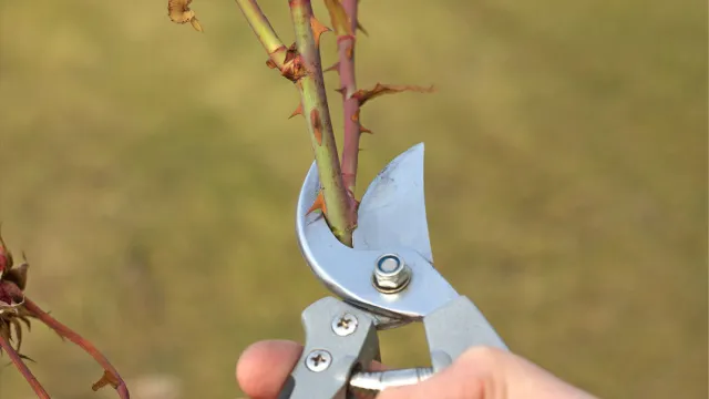 man pruning rose