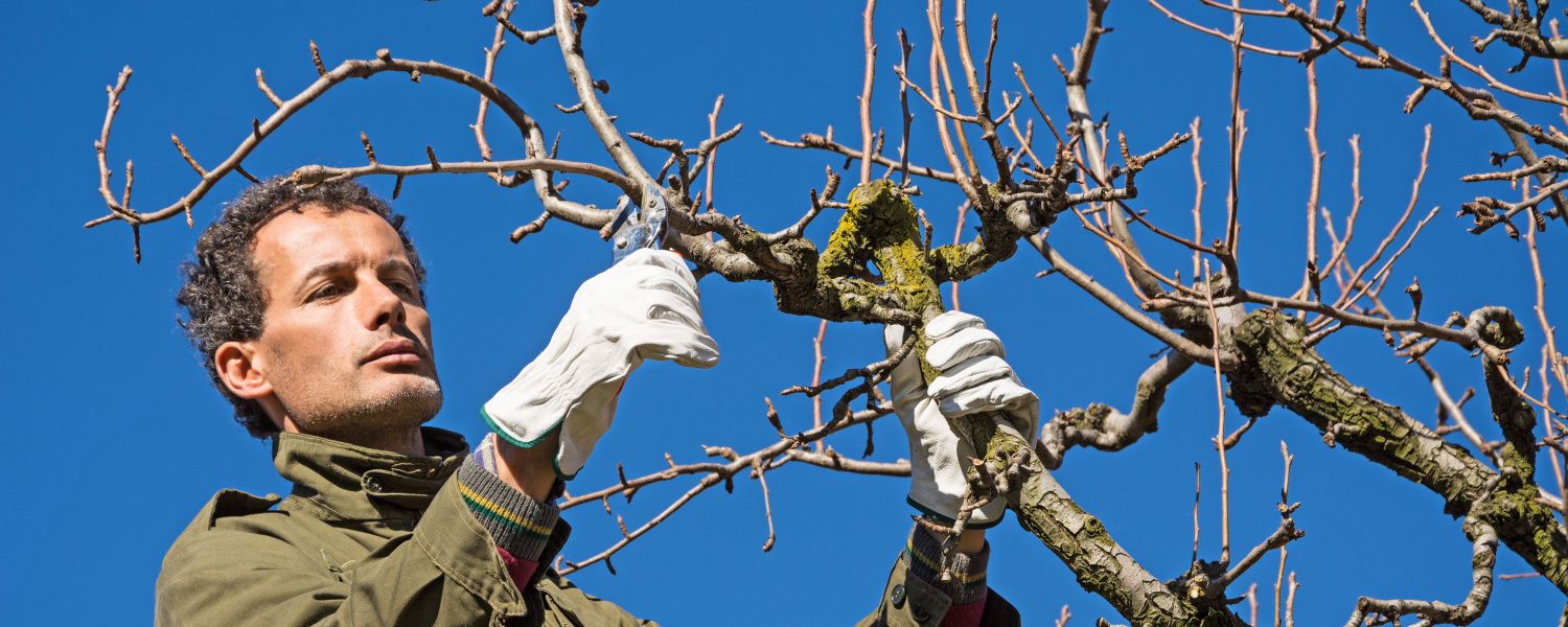 Pruning in March