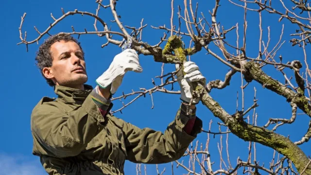 man pruning fruit tree