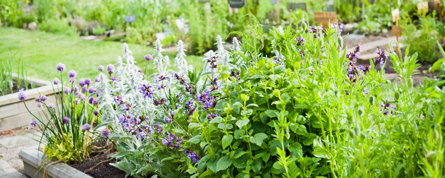 Setting Up a Herb Garden