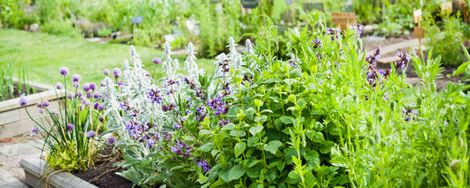Setting Up a Herb Garden