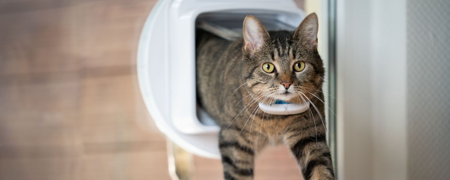Installing a Dog or Cat Flap Yourself
