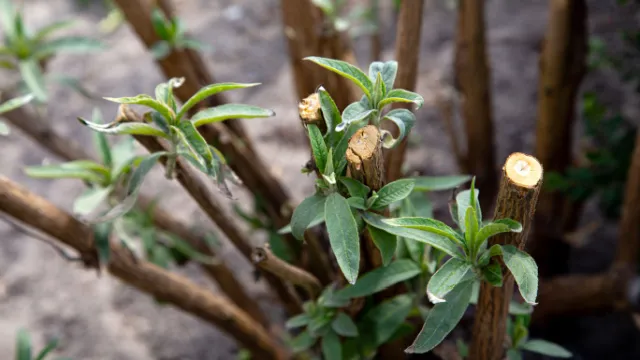 pruned buddleia