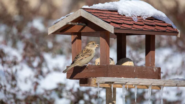 sparrow on feeder
