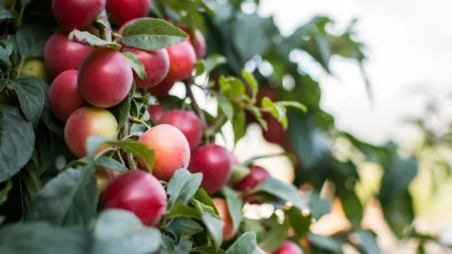 close-up of columnar fruit apples