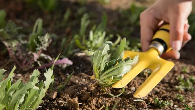 weeding dandelions