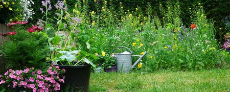Garden jobs before you go on holiday