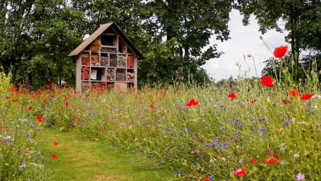 bijenhotel in wilde bloementuin