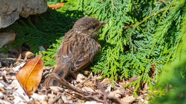 vogel scharrelt in snoeisel