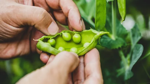 man harvests peas