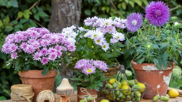 chrysanten en asters