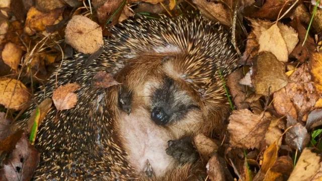 hedgehog in garden waste