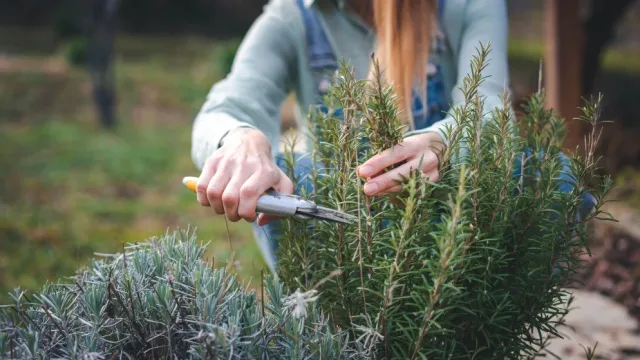 Woman pruning rosemary