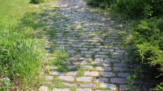 overgroeid stenen tuinpad