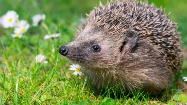 hedgehog in garden