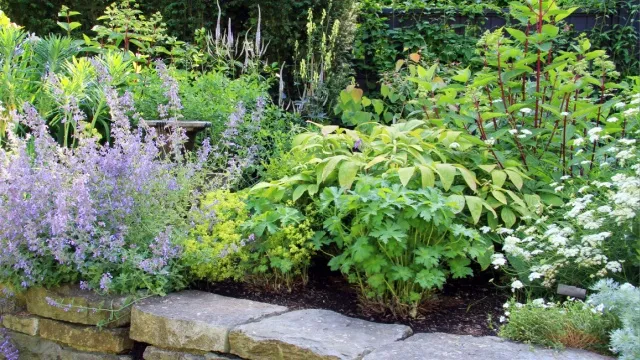 verhoogde border