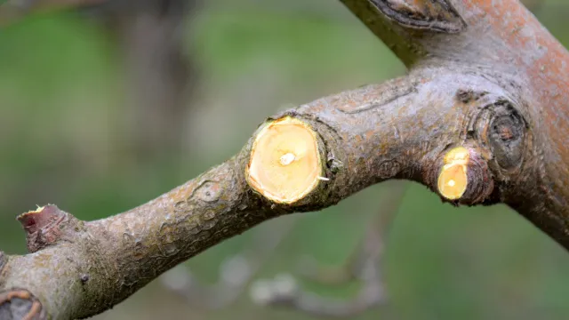 freshly pruned apple tree