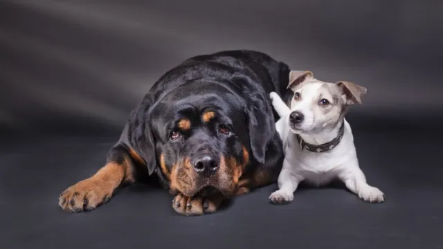 large and small dog