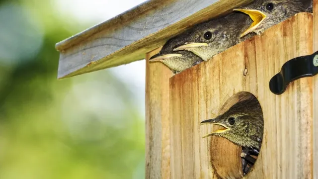 hogerige kuikens in nestkastje