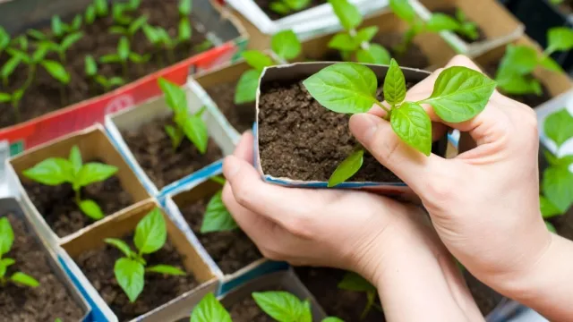 vrouw plant zaailingen uit