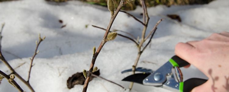 Tuinklussen in januari