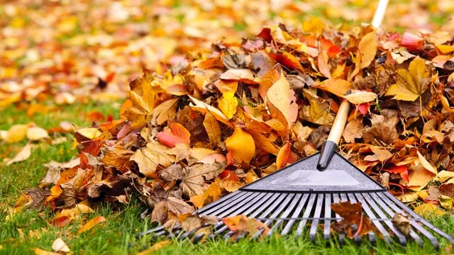 raking leaves from the lawn