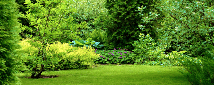 Summer tips for the lawn