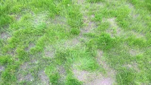 bare spot in the lawn