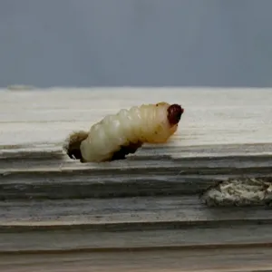 houtworm in hout