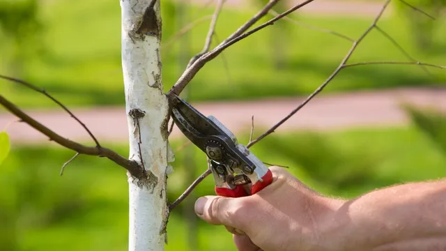 close up pruning of birch