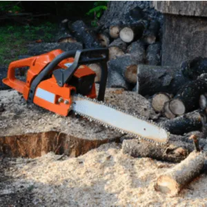 man cuts down big tree