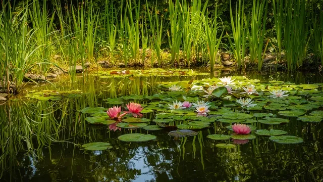 tuinvijver