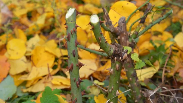 pruned rose bush