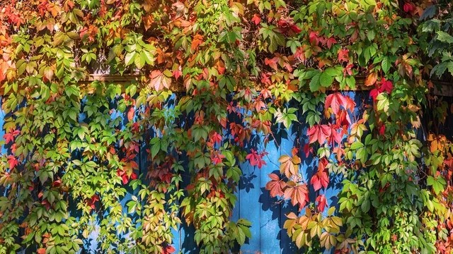 overgrown garden fence