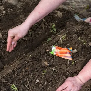 Sowing carrot seeds