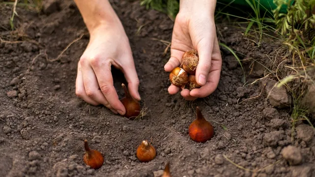 hand planting bulbs