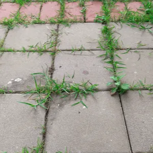 weeds in joints of terrace