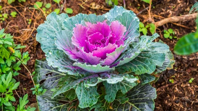ornamental cabbage