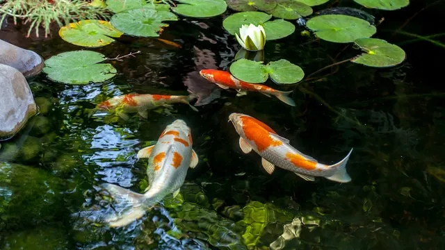 vissen in tuinvijver