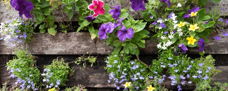 Een verticale tuin van een pallet