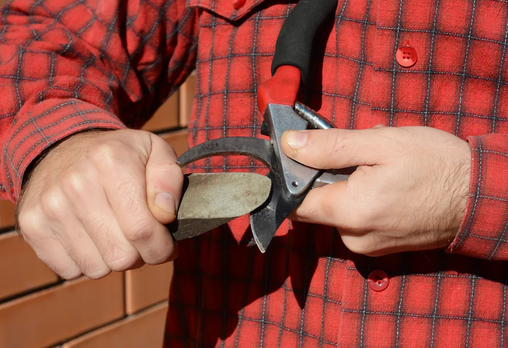 man sharpens pruning shears
