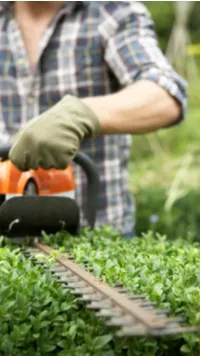 man works with hedge trimmer